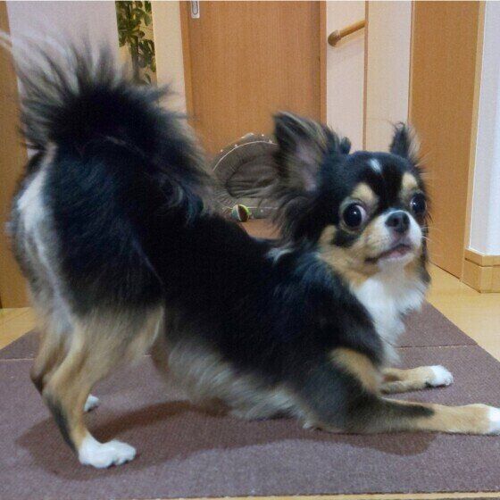 チワワのまるちゃん