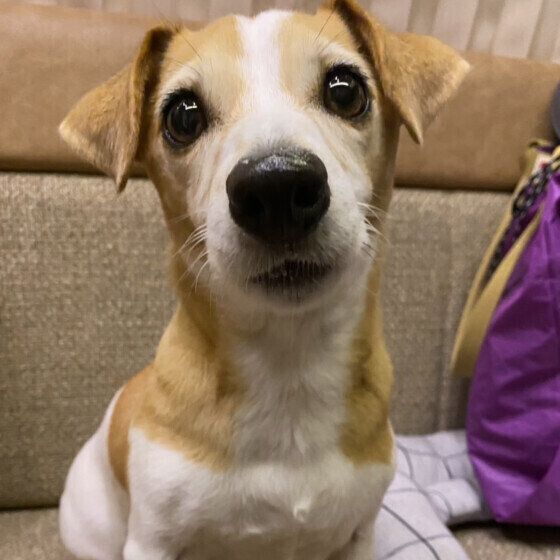  じっと見つめるジャック・ラッセル・テリア