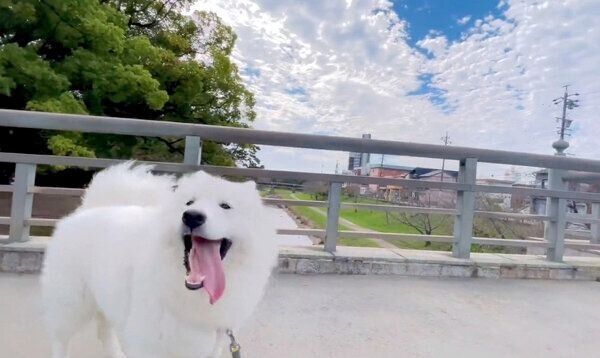 お散歩を楽しむもものすけくん