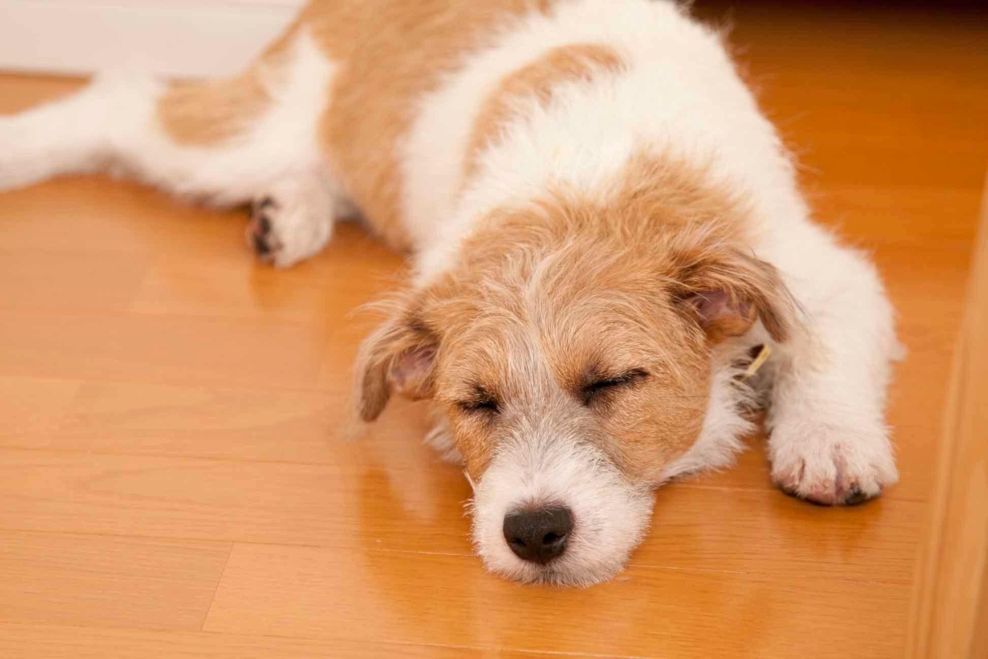 人と一緒に寝たがるワンコの気持ちって 知っておきたいデメリットも いぬのきもちweb Magazine