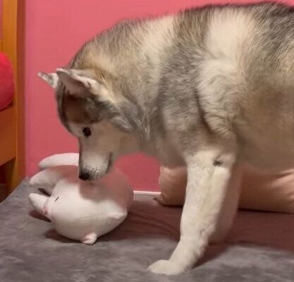 シベリアン・ハスキーの文太くん