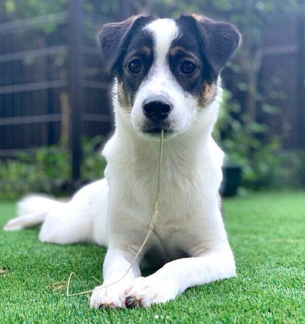 見つめる助六くん