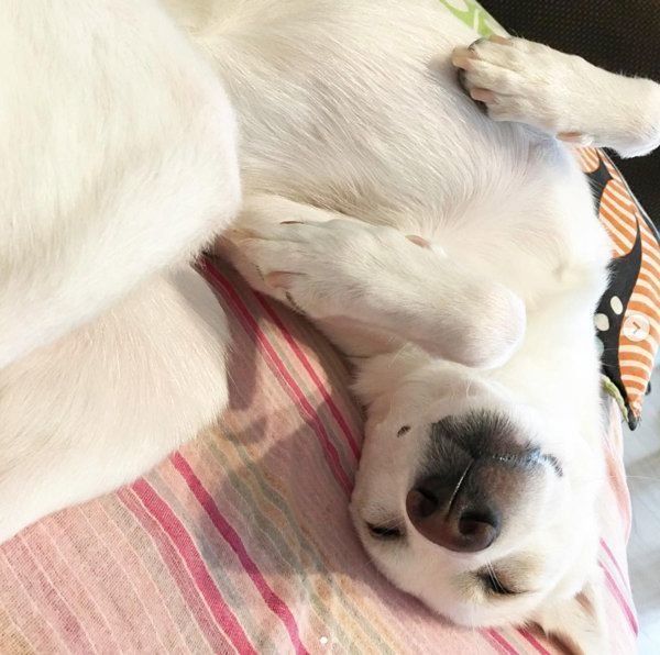 元保護犬・ルルちゃん