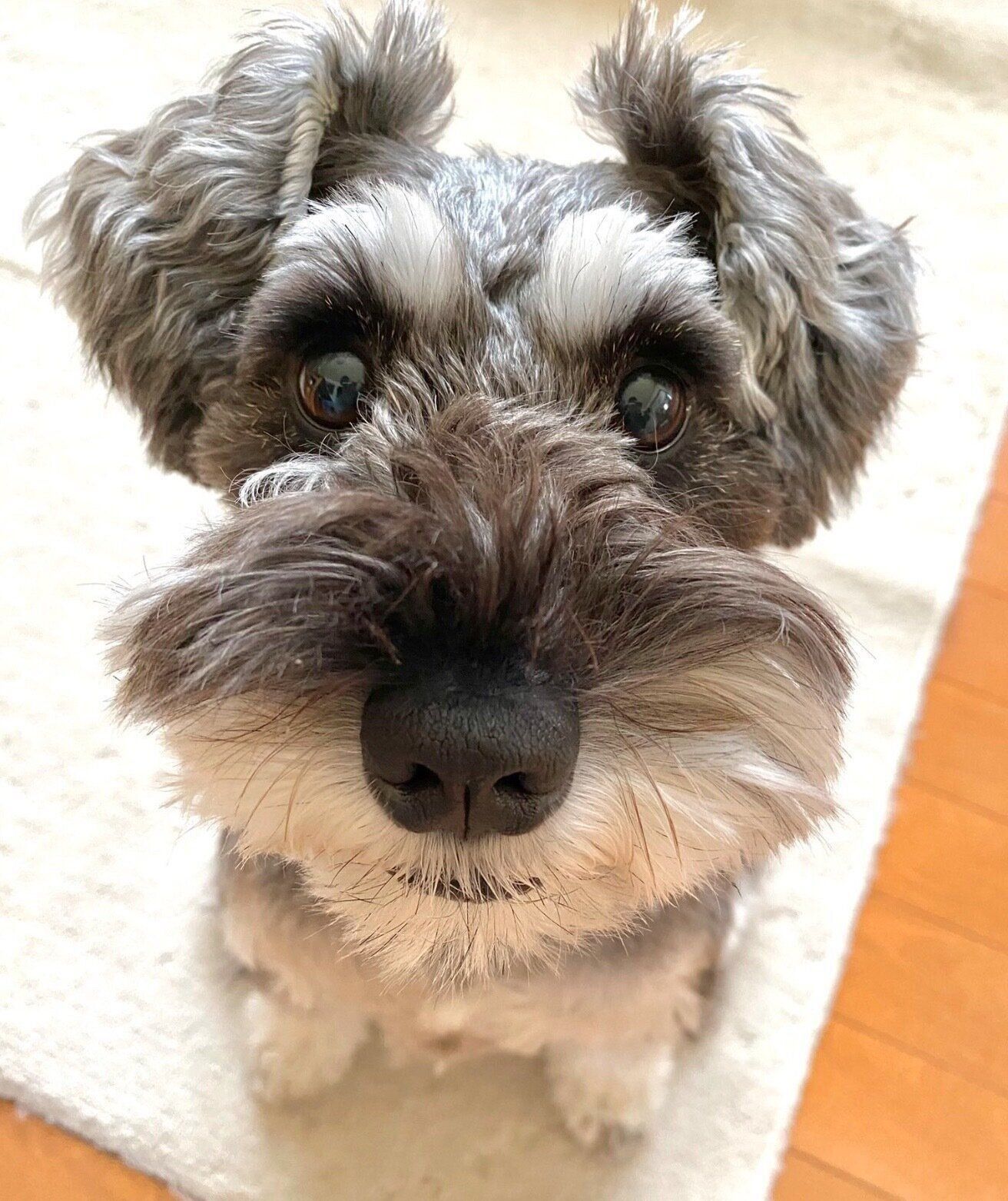 見つめるモチくん