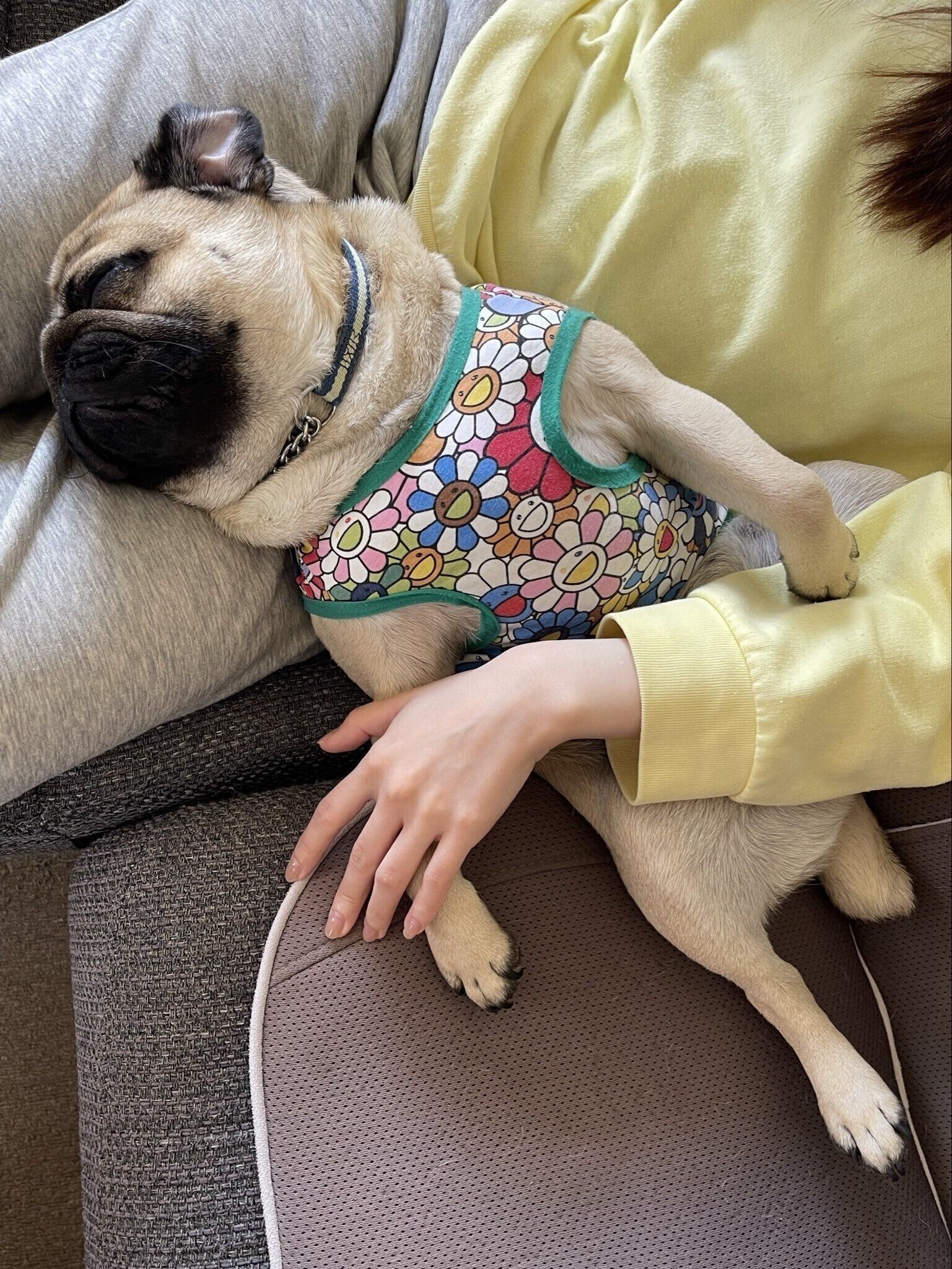 心地よさそうに眠るゴンくん