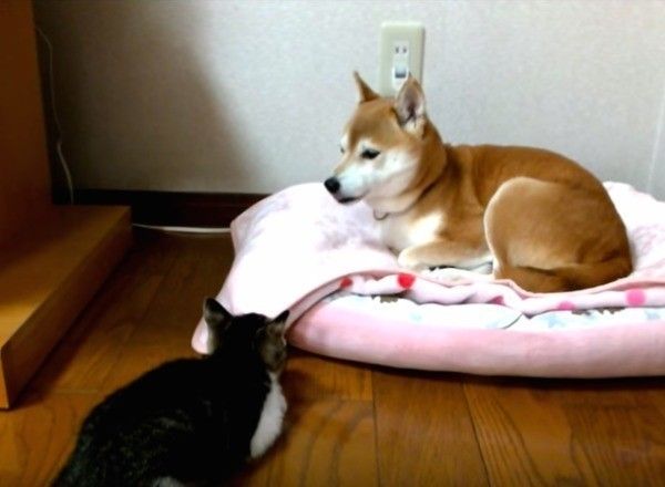 柴犬が気になる猫