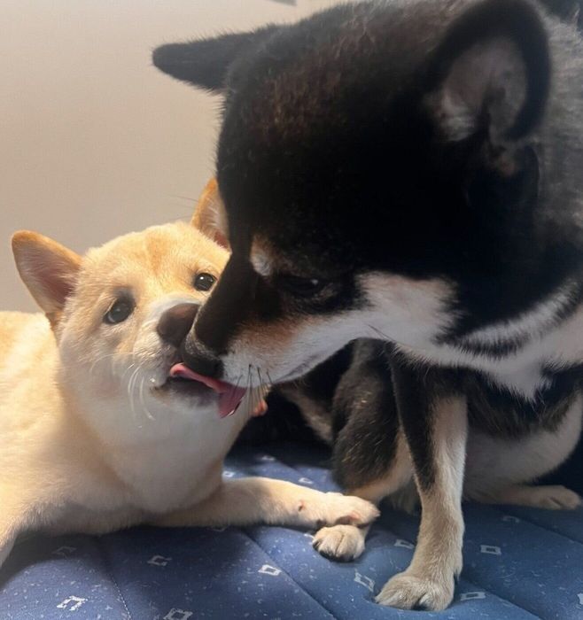 仲良しなつきひちゃん、先住犬・あのんちゃん