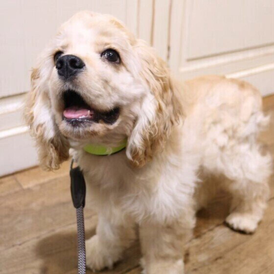 獣医師監修 犬の血尿の原因を写真付きで解説 オス メス別の要因も いぬのきもちweb Magazine 獣医師監修 犬の血尿の原因を写真付きで解説 オス メス別の要因も いぬのきもちweb Magazine