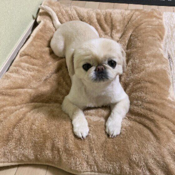 毛布の上に座るペキニーズ