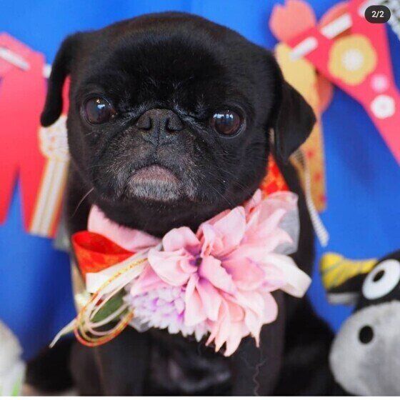 おしゃれをしたパグ