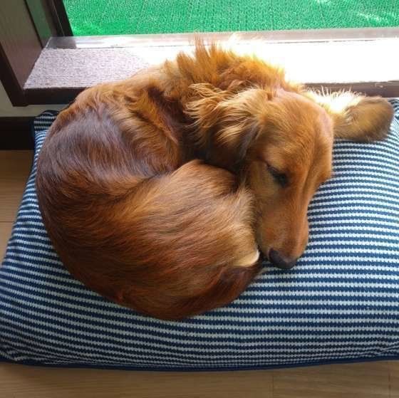 ぐっすり寝ているアンちゃん