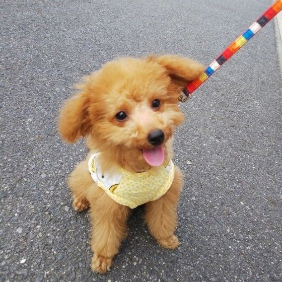 トイ・プードル