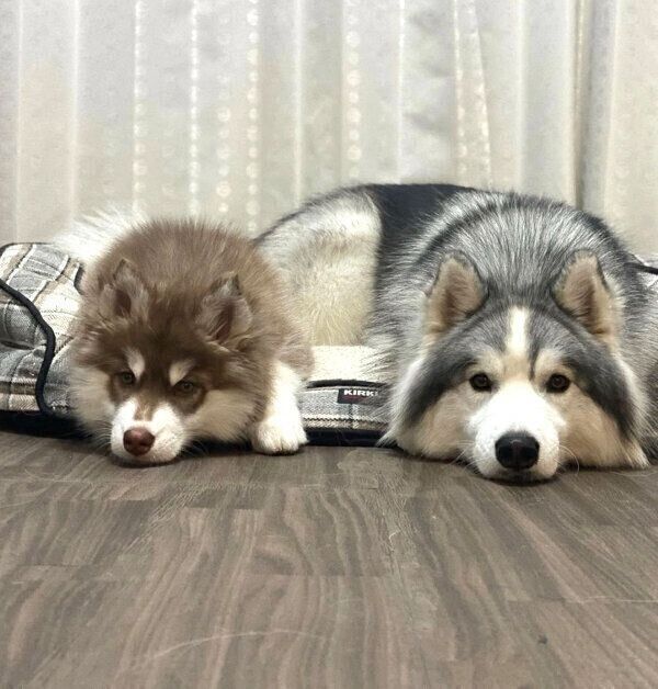 フセをするコスモくん、アポロくん