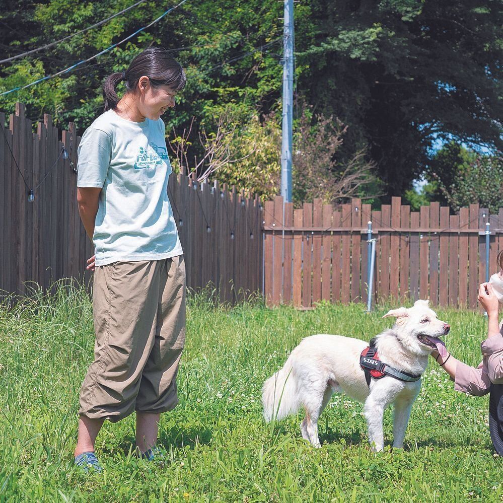キドックス代表理事の上山琴美さん。取材日はキドックスの卒業犬、コメ吉くんがドッグランに遊びに来ていました。警戒心が強かったコメ吉くんは今では穏やかな家庭犬に