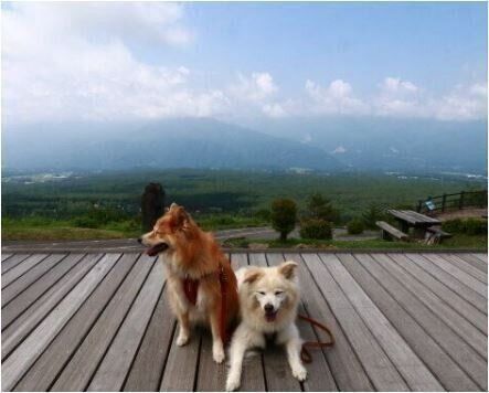 八ヶ岳に移住した理由とオススメ犬とおでかけスポット【穴澤賢の犬の