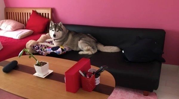 見つめるシベリアン・ハスキー