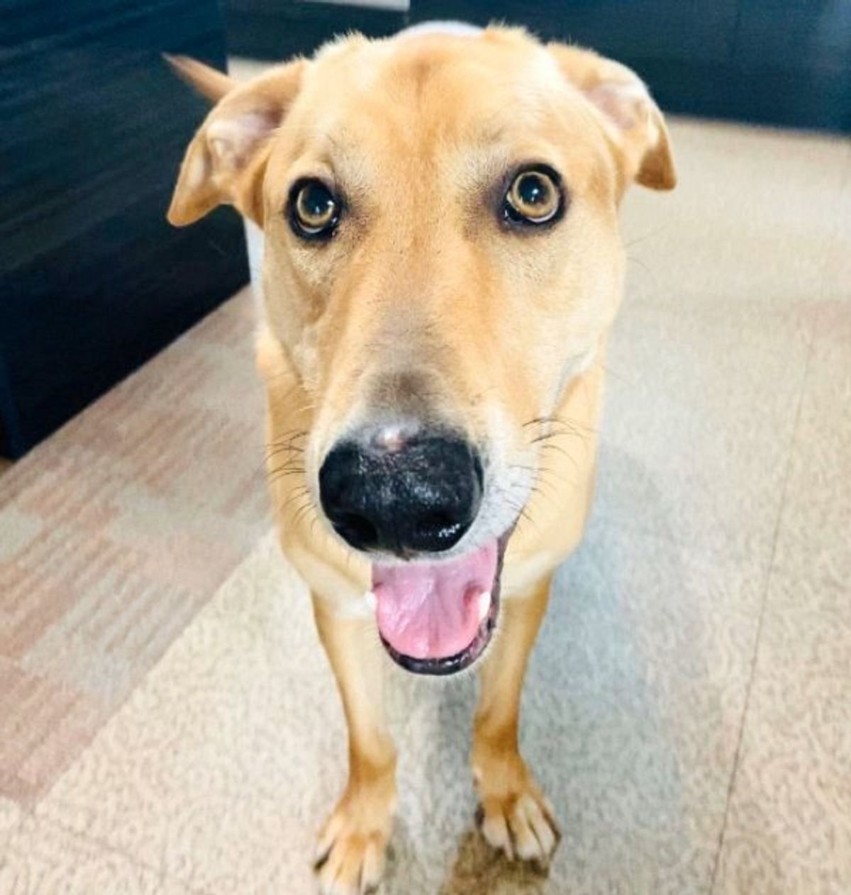 パパさんにかまってほしい犬 思いが強すぎて まさかのモノ に変身 笑 いぬのきもちweb Magazine パパさんにかまってほしい犬 思いが強すぎて まさかのモノ に変身 笑 いぬのきもちweb Magazine