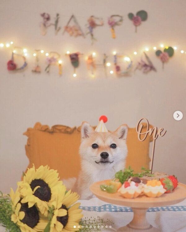 1才になったたまちゃん