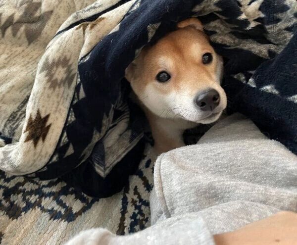 コタツに入るきなこちゃん