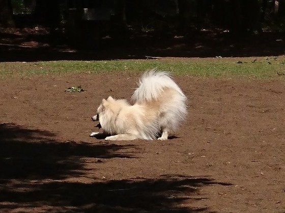 ブレイバウをしているポメラニアン