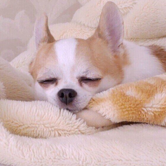 チワワのココくん