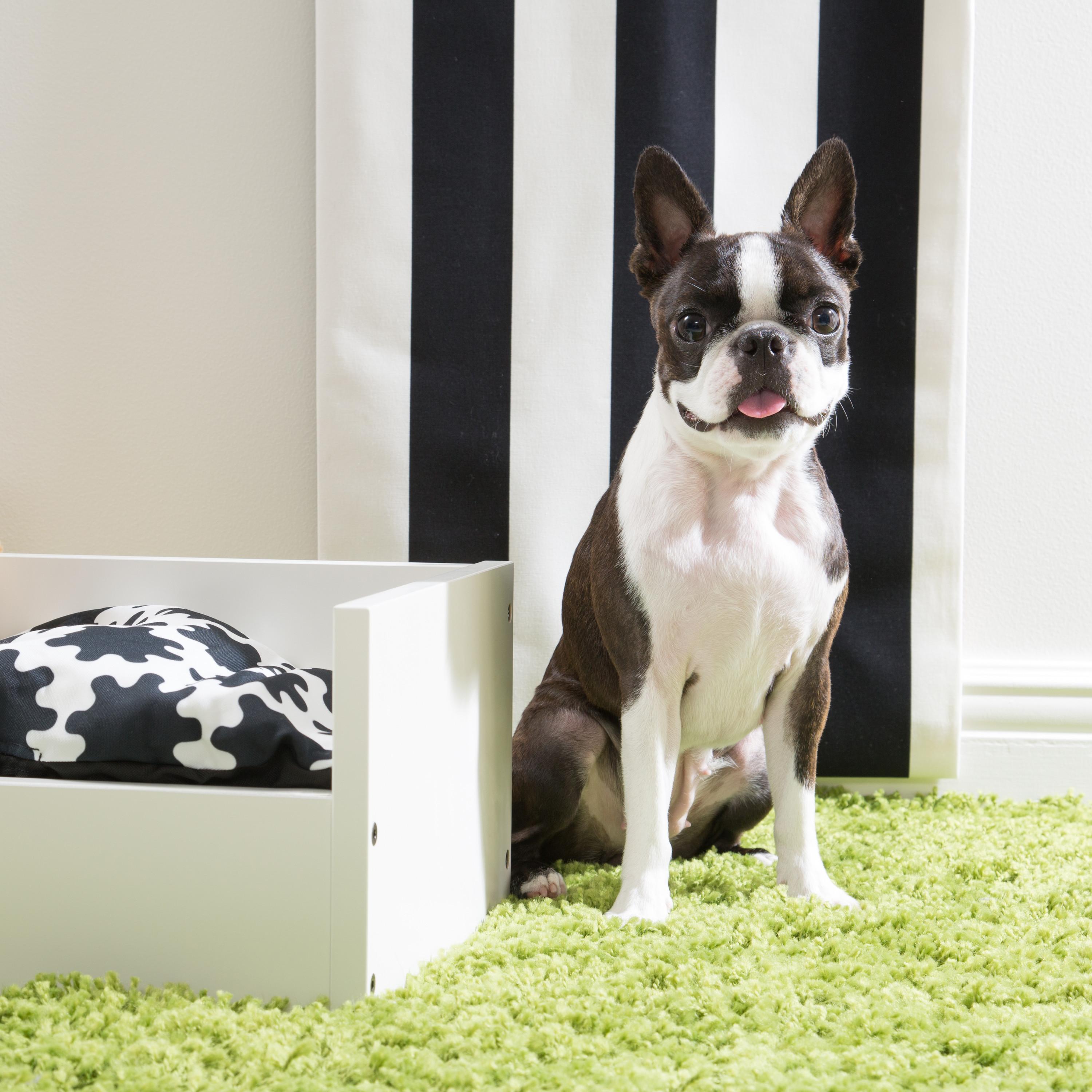 低コストでラグジュアリー♡IKEA家具で愛犬との夢空間！｜いぬの