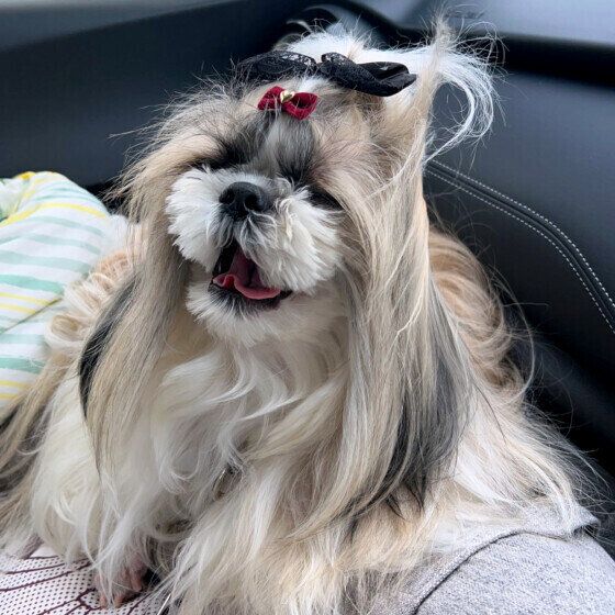 シー・ズーの竜愛（りゅな）ちゃん