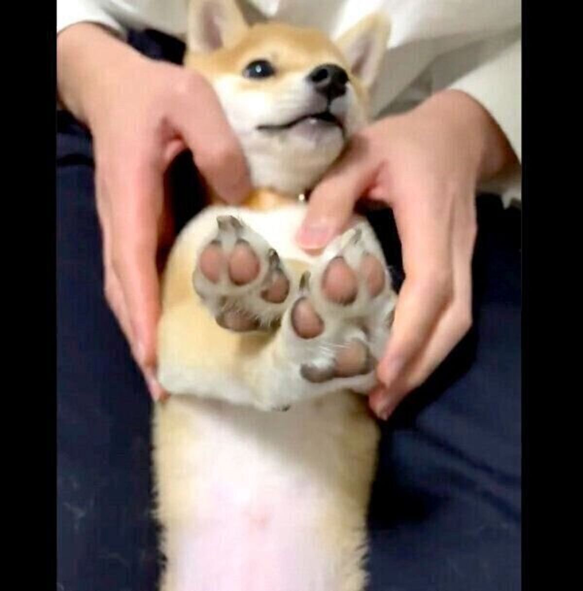 飼い主が笑うたびに スーパーマン になる豆柴子犬 1才になった現在の姿は 愛らしい魅力に迫る いぬのきもちweb Magazine 飼い主が笑うたびに スーパーマン になる豆柴子犬 1才になった現在の姿は 愛らしい魅力に迫る いぬのきもちweb Magazine