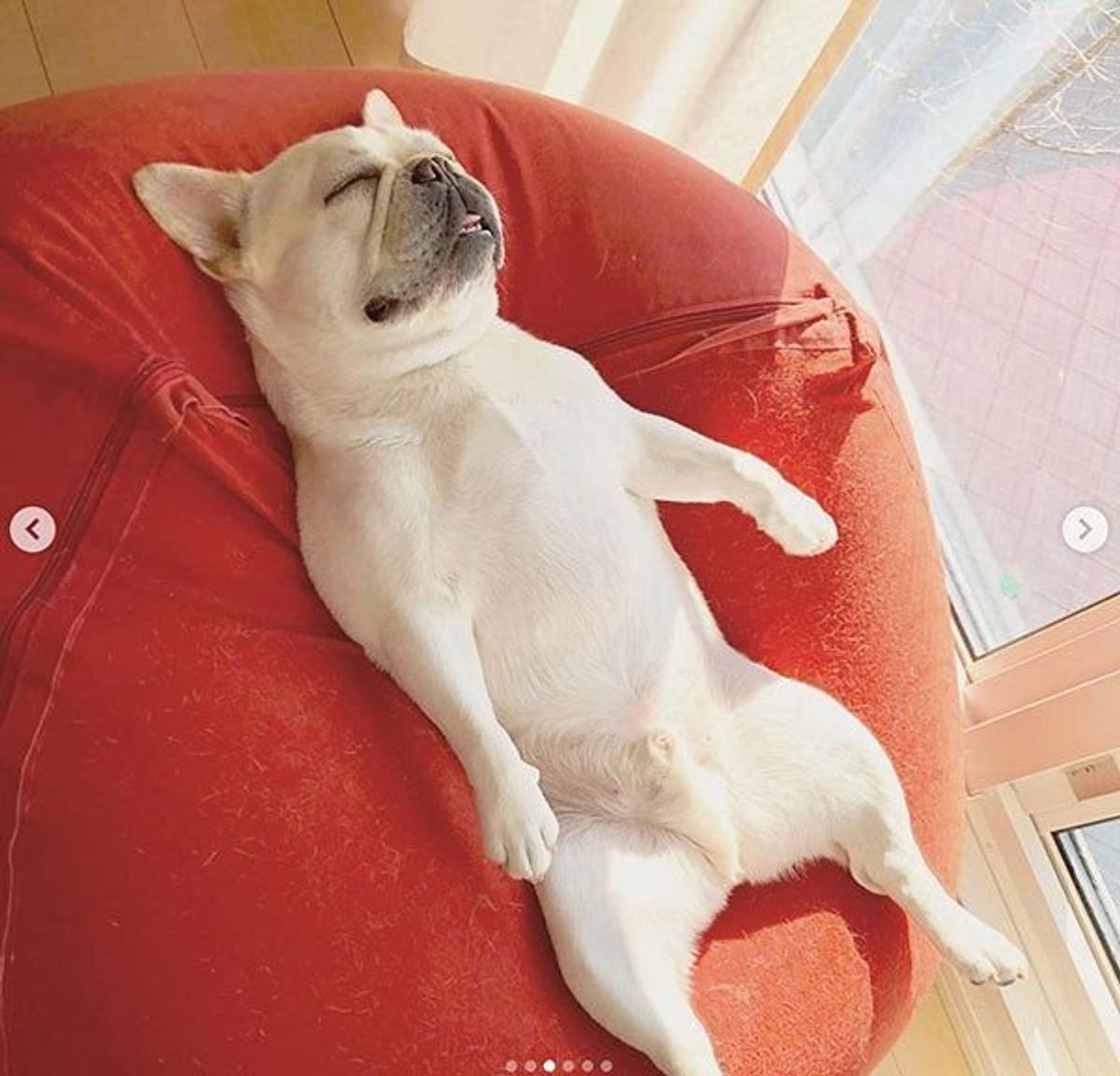 ドロボーを見張るワンコだけど 業務を忘れておもしろ事態に いぬのきもちweb Magazine ドロボーを見張るワンコだけど 業務を忘れておもしろ事態に いぬのきもちweb Magazine