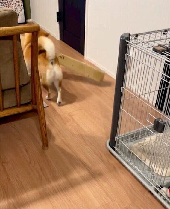 ダンボール箱を運ぶしらすくん