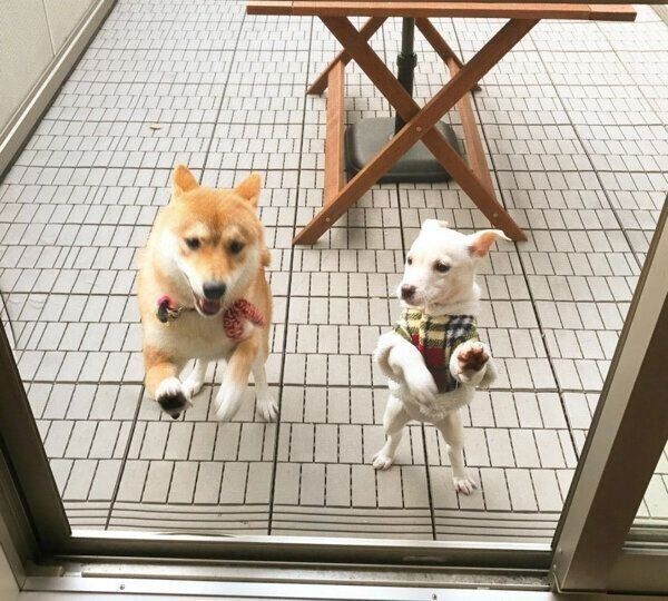 網戸を破壊しようとするすずちゃんとハルちゃん