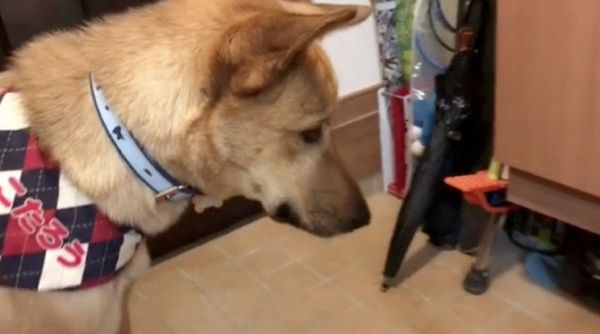 クワガタをガン見する犬