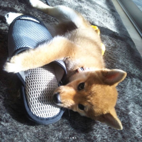 スリッパが大好きな柴犬