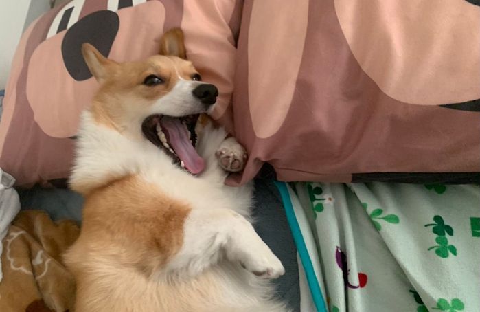 口を大きく開けるぷるたすちゃん