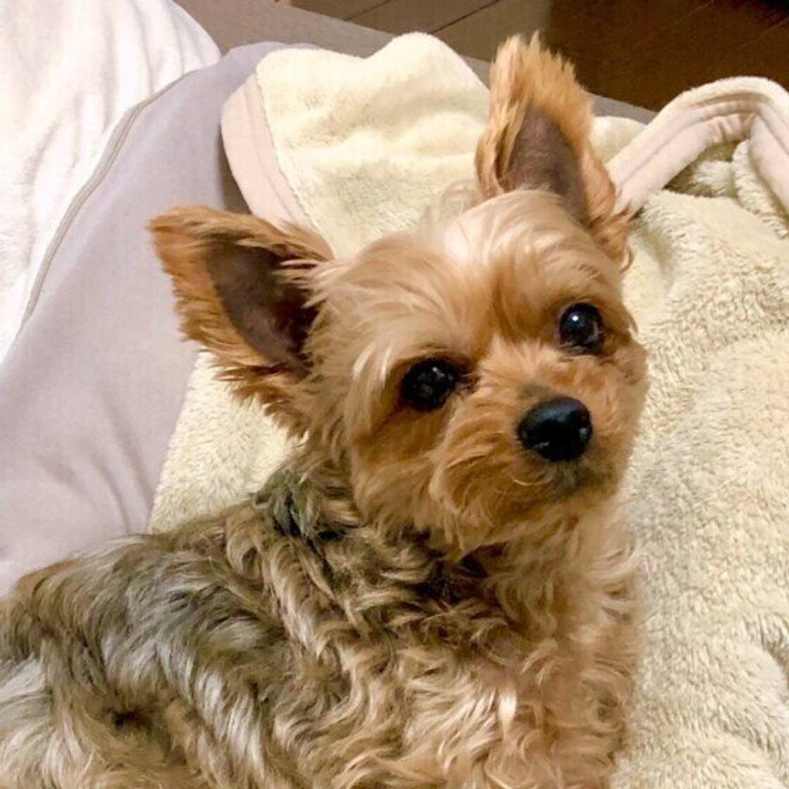 仕事中にイライラ 犬にも伝わる 在宅勤務をしている飼い主が気をつけたいこと いぬのきもちweb Magazine 仕事中にイライラ 犬にも伝わる 在宅勤務をしている飼い主が気をつけたいこと いぬのきもちweb Magazine