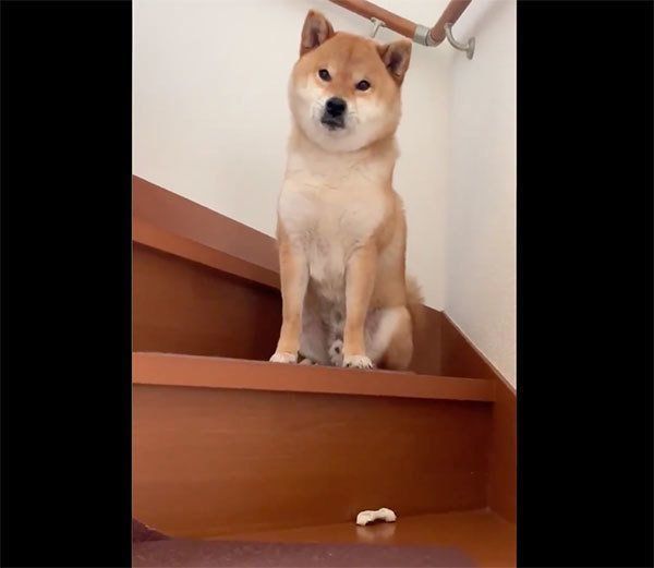 目で訴える銀次くん