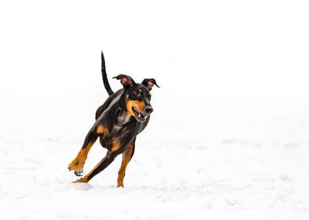 マンチェスター ・ テリア