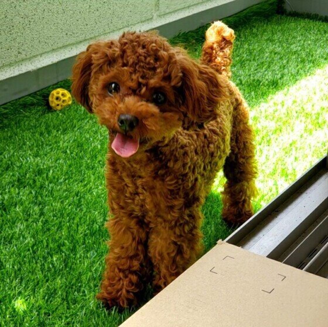 犬がかゆがる原因は 病気かどうか見分けるポイントとは いぬのきもちweb Magazine 犬がかゆがる原因は 病気かどうか見分けるポイントとは いぬのきもちweb Magazine