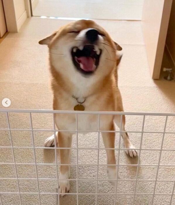 帰宅した飼い主さんを出迎えるはなちゃん