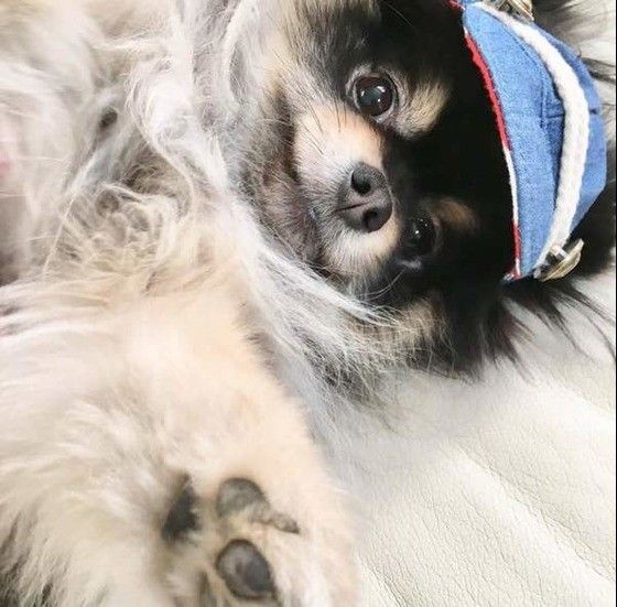 見つめるポメラニアン