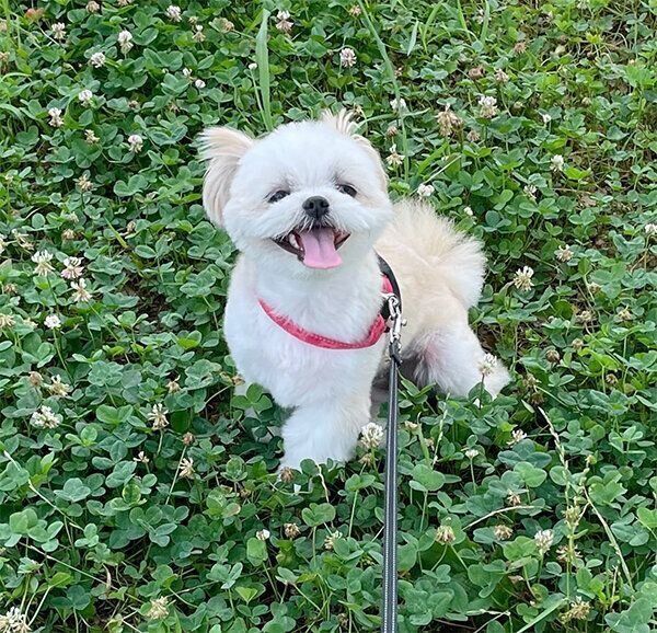 お散歩を楽しむみかんちゃん