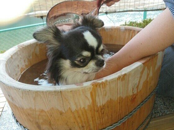 気持ちよさそうにお湯につかる琥太朗くん