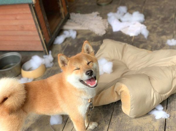 笑顔が尊い柴犬・そらくん