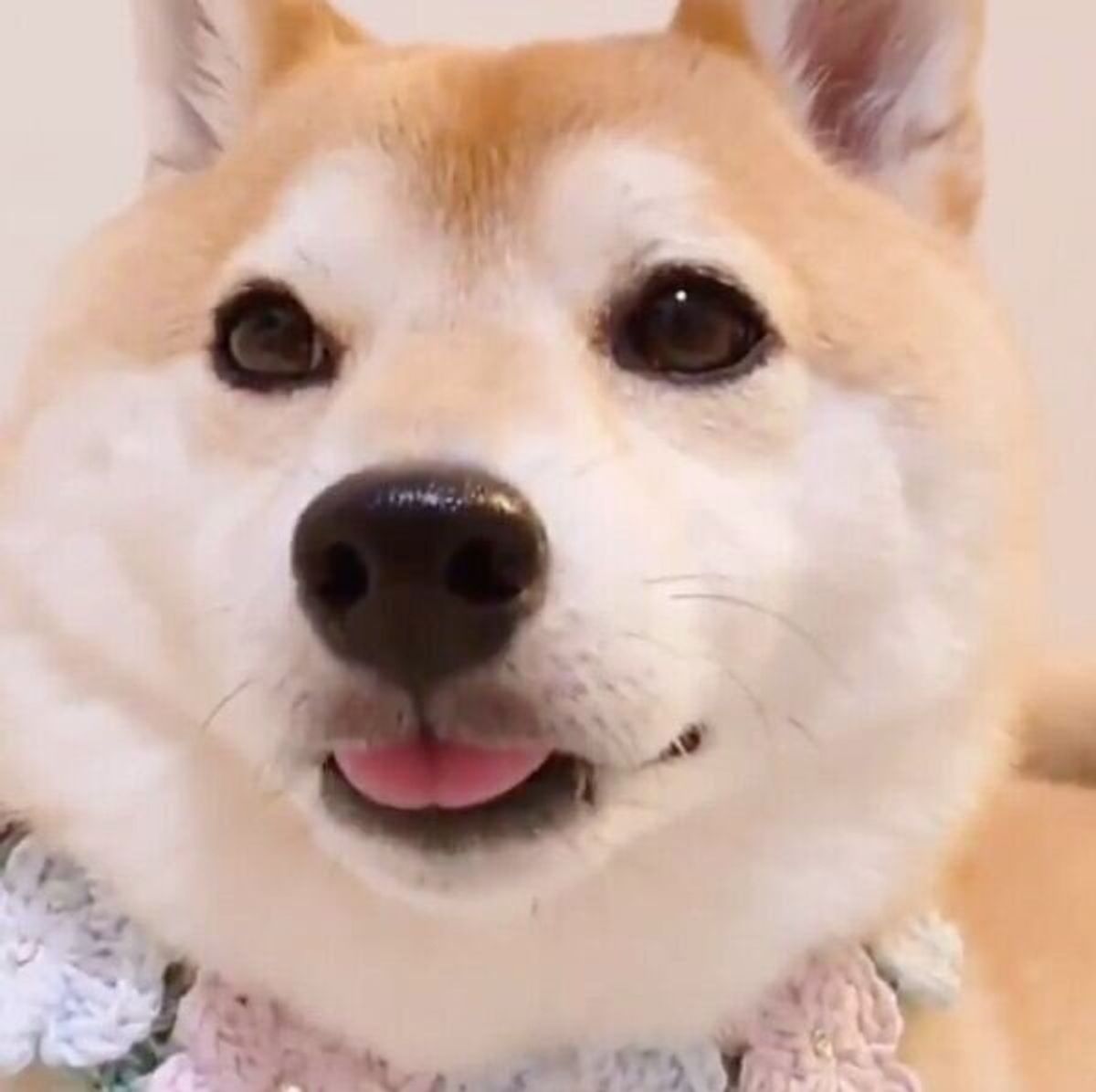 柴犬の 口元の違和感 愛くるしい表情に癒される人が続出 いぬのきもちweb Magazine 柴犬の 口元の違和感 愛くるしい表情に癒される人が続出 いぬのきもちweb Magazine