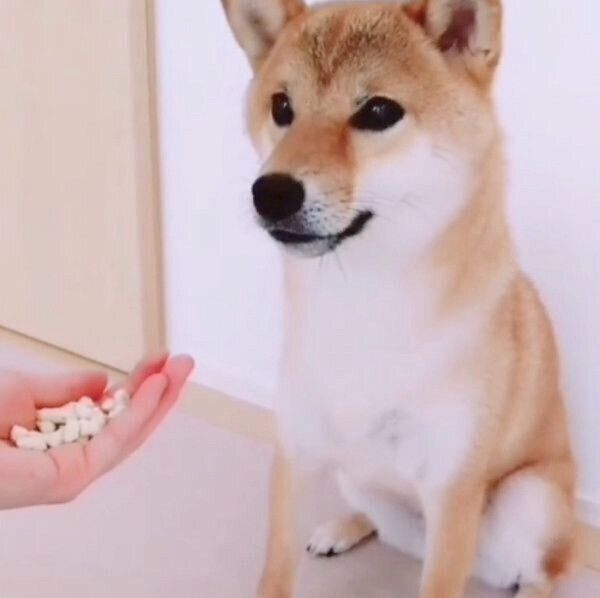反対側の手におやつがたくさんあって驚くコマリちゃん