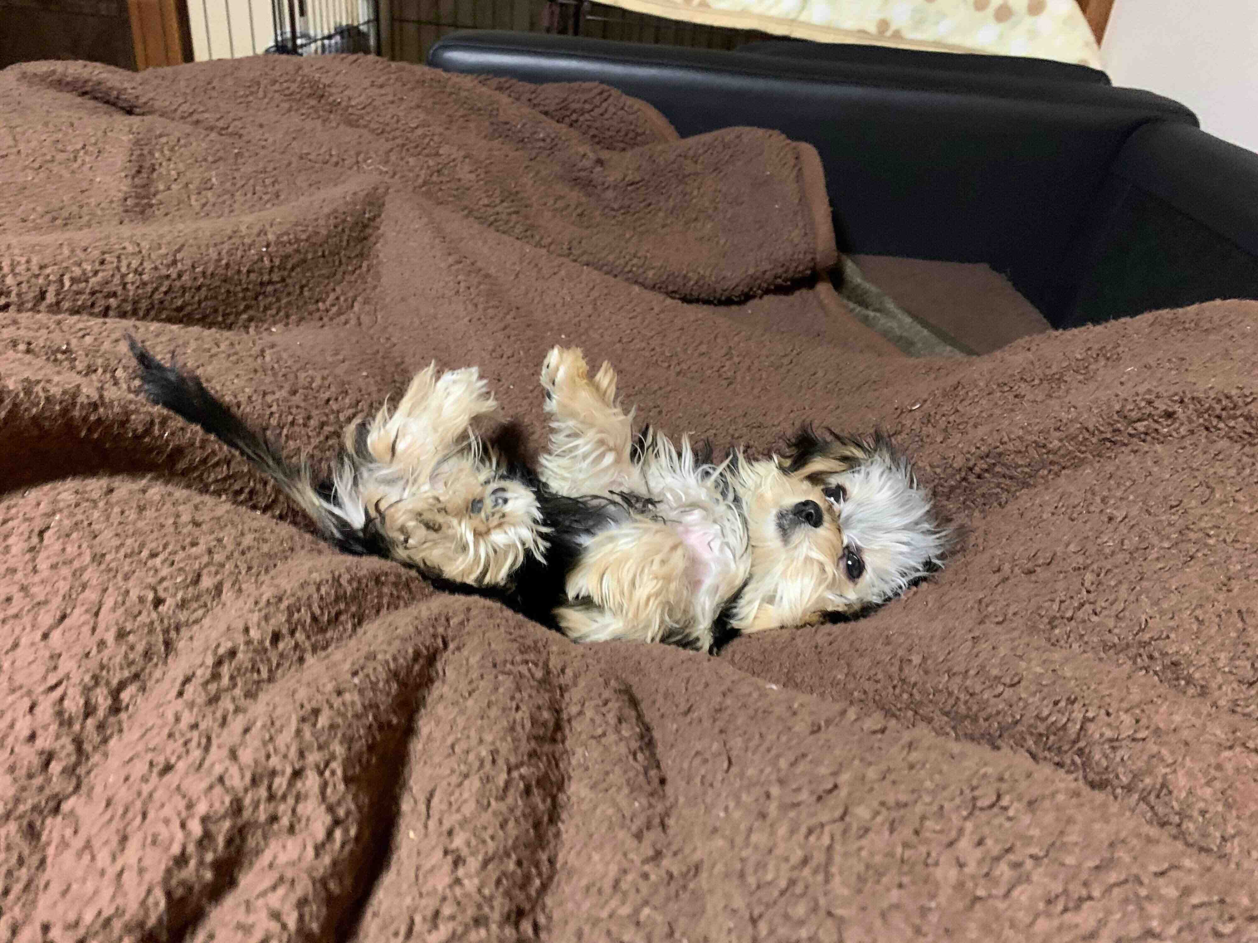 寝転がるぽたちゃん