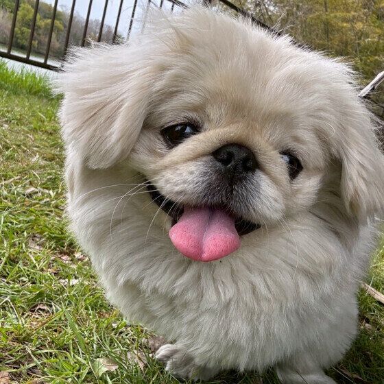 笑顔のペキニーズ いぬのきもち