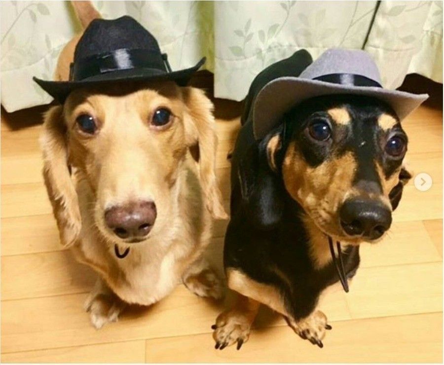 3coinsのペット用カウボーイハット