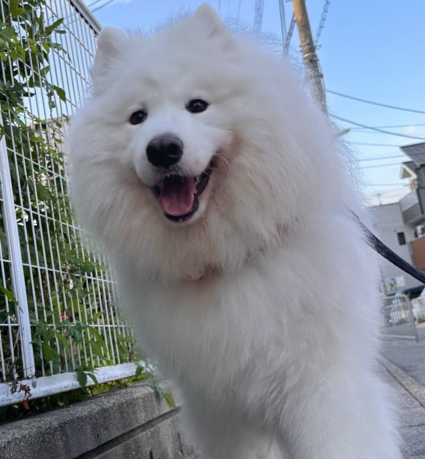 飼い主さんと散歩に行く、4才になった現在のはっくん