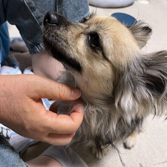 なな  Ｍｉｘ（雑種）小型犬　撫でられると見つめちゃう